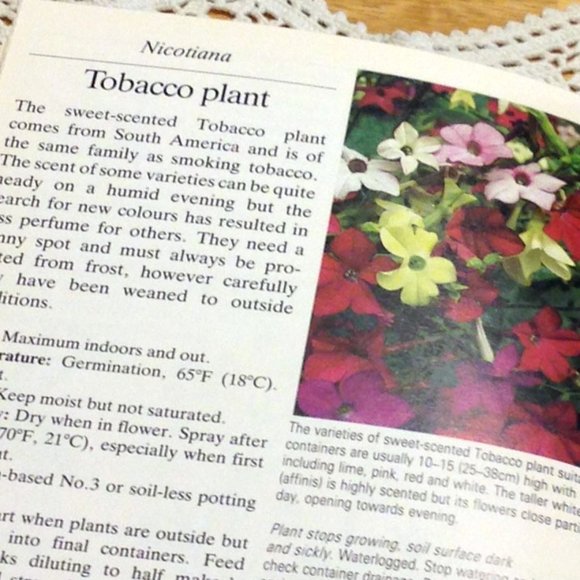 3 for $10 book sale! Vintage Gardening Book, Window Box & Balcony Plants - Picture 4 of 7